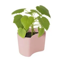 RIG TIG Your Tree Plantepotte M. Birkefrø -Havemøbler Butik 3990 6d38fbff 52e5 4029 8b5f 6a9c88861662